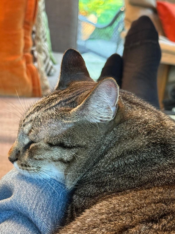 A tabby cat asleep with its head resting against denim.